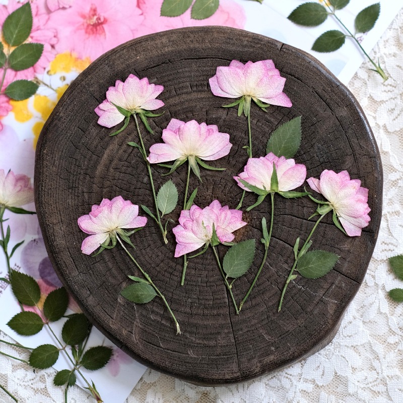 12 sztuk, prawdziwe suszone i  – Resin Craft Ideas recenzja i cena